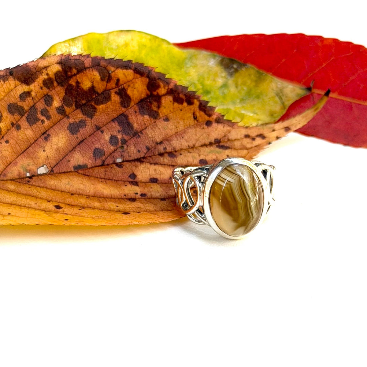 Autumn color 4